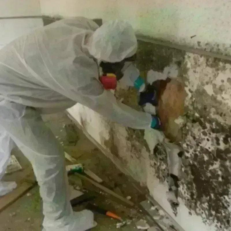 Mold Remediation and Removal in Vancouver, WA